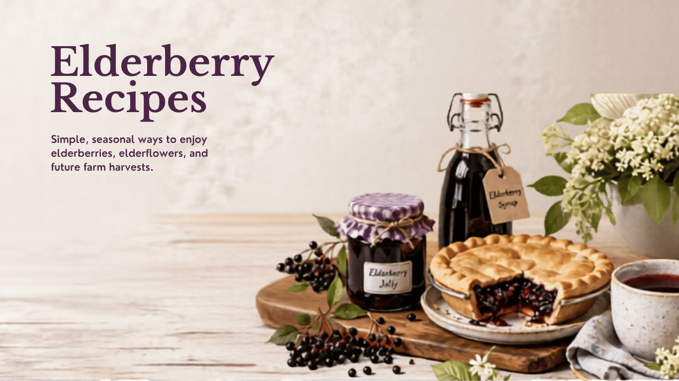 Elderberry recipes featuring syrup, pie, jelly, tea, vinegar, and elderflowers