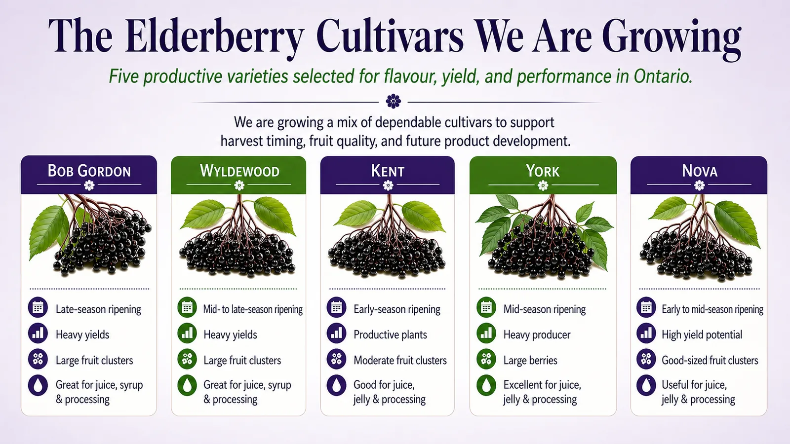 Mobile-friendly infographic showing the five elderberry cultivars grown by Elderberry Downes: Bob Gordon, Wyldewood, Kent, York, and Nova.