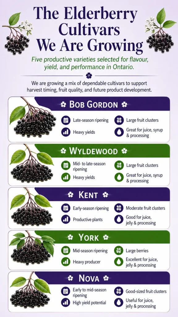 Mobile-friendly infographic showing the five elderberry cultivars grown by Elderberry Downes: Bob Gordon, Wyldewood, Kent, York, and Nova.